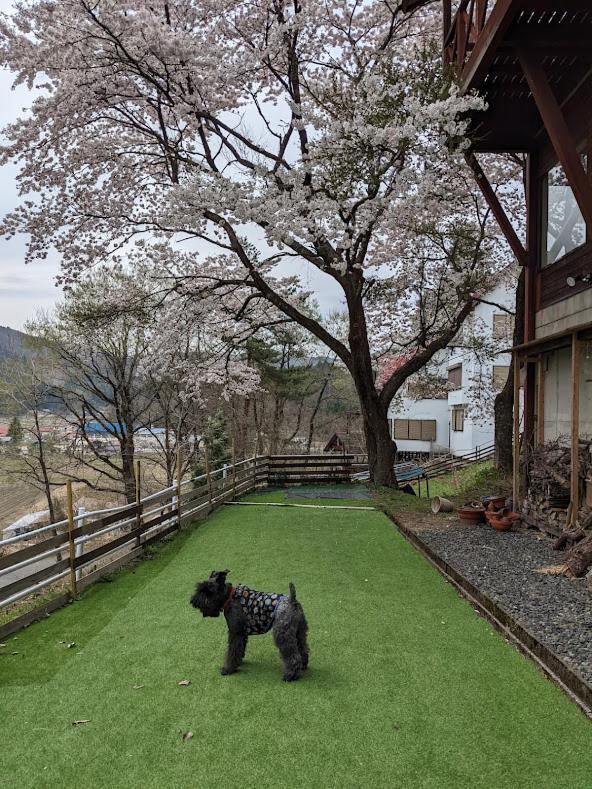 Hotel ワンコと泊まるジャスミンクリーク Toyooka  Exterior foto